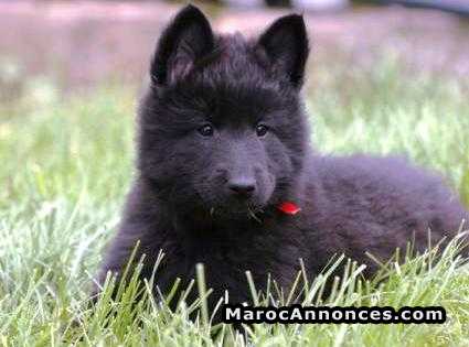 Chiots Berger Belge Noire De Race Pure Animaux 15h31 13 09 18