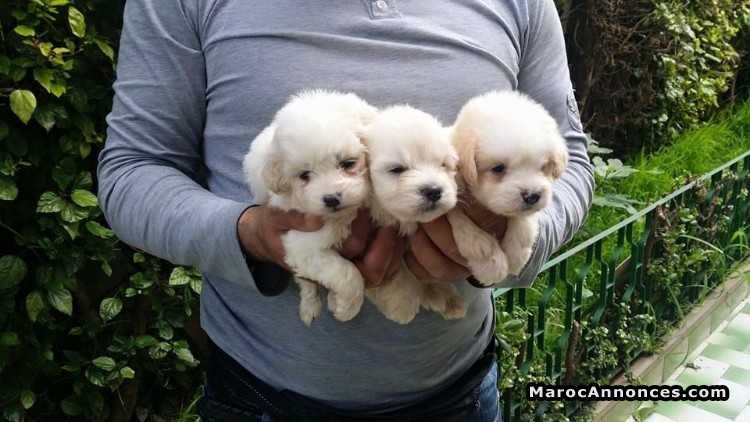 Chiots Bichon Maltais Pure Race Age 2 Mois Animaux 20h14 17 07 2018