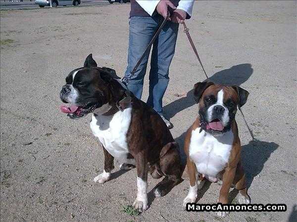 Chiots Boxer Pedigree Pure Race Age 2 Mois Animaux 23h44 07 08 18