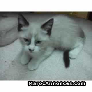 Chatons Snowshoe Pure Race Age 2 Mois Animaux 13h55 21 09 18