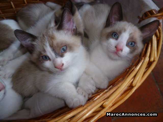 Chatons Snowshoe Pure Race Age 2 Mois Animaux 13h55 21 09 18