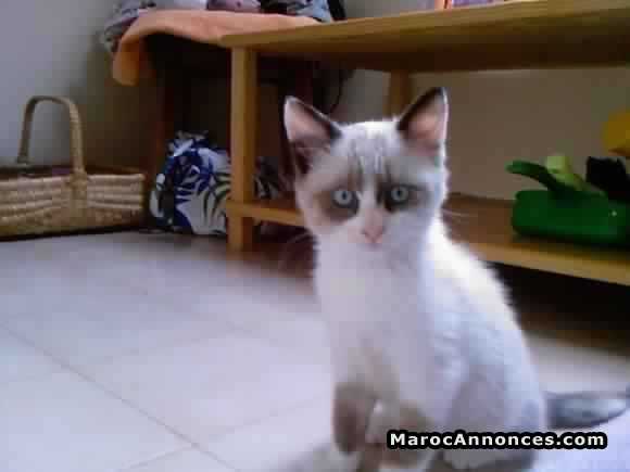 Chatons Snowshoe Pure Race Age 2 Mois Animaux 13h55 21 09 18